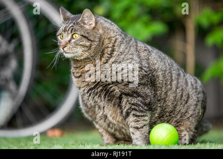 Eine fette Katze in einem Garten Stockfoto