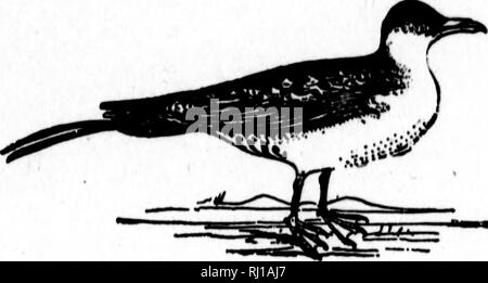 . Nester und Eier der nordamerikanische Vögel [microform]. Ornithologie; Vögel; Ornithologie; Oiseaux. voRTii. iMi: uivN mnns. Die Mlddlt. 38. Lono-Tailk. i) jAroKii. Von. S'. imranitiruH. Sie reichen von 1,95 auf 2,18 und von 1,45 auf 1,55 breit. Herr Nelson beschreibt ein Nest von dieser Art, die in einem Becher-förmigen Depression in einem Bemoosten Knoll, wo zwei dunkle grünliche Eier mit einer Fülle von Flecken. 39. IVOBY GULL. Oavla alba (Qunn.) Geog. Dlst. - Arktische Meere, Süden im Winter auf der atlantischen Küste von Nordamerika nach Labrador und New Foundland, beiläufig nach New Brunswick und auf den Pazifik Stockfoto