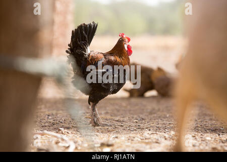 Kourono Dorf, yako Provinz, Burkina Faso; Moussa Mande, 54, Ziege Projekt begünstigten, hat auch Hühner. Stockfoto