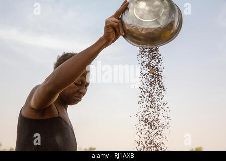 Kourono Dorf, yako Provinz, Burkina Faso, Minata Guiguemde, 37, worfelt, Sorghum, auf der Farm ihrer Familie gewachsen. Stockfoto