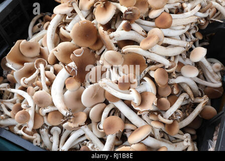 Frische rohe Speisepilze namens Cyclocybe aegerita oder Pappeln oder schwarzen Poplar mushroom für Verkauf an den lokalen Markt Stockfoto