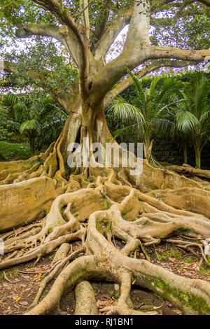 Die Moreton Bay Bild, alias Ficus macrophylla mit starken Wurzeln und Ästen. Konzept der Wurzeln, Einbettung, soziale Bindungen. Stockfoto