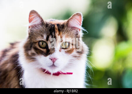 Adorable tricolor Katze schaut Beobachter in Nahaufnahme Stockfoto