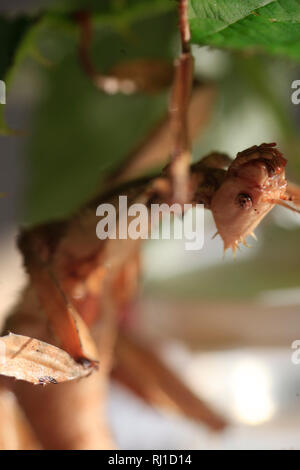 Weibliche riesige australische Stachelige Stick Extatosoma tiaratum Insekten essen Dornbusch Blatt im vivarium Tank in Großbritannien gehalten Stockfoto