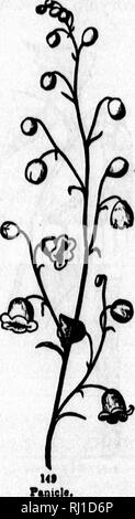 . Wie Pflanzen wachsen [microform]: Eine einfache Einführung in die strukturelle Botanik: Mit einem beliebten Flora, oder eine Vereinbarung Beschreibung der gemeinsamen Anlagen und, Wild- und Kulturpflanzen: Durch 500 Holzstichen illustriert. Botanik; Botanique. . Bitte beachten Sie, dass diese Bilder sind von der gescannten Seite Bilder, die digital für die Lesbarkeit verbessert haben mögen - Färbung und Aussehen dieser Abbildungen können nicht perfekt dem Original ähneln. extrahiert. Grau, Asa, 1810-1888. Toronto: Miller, A. Stockfoto