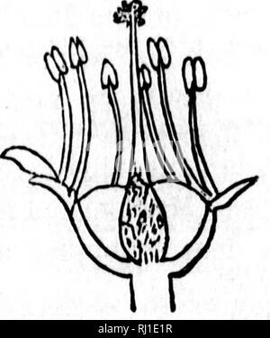 . "Traité élémentaire de Botanique [microforme]: à l'usage des Maisons d'] et des Amateurs qui voudraient se livrer à l'étude de cette Science sans le Secours d'un Maître. Botanique; Plantes; Botanik; Pflanzen. . Bitte beachten Sie, dass diese Bilder sind von der gescannten Seite Bilder, die digital für die Lesbarkeit verbessert haben mögen - Färbung und Aussehen dieser Abbildungen können nicht perfekt dem Original ähneln. extrahiert. Provancher, L., 1820-1892. [Québec? : N. n. ] Stockfoto