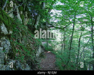 Buchenwälder im Olymp Nationalpark (nordöstlichen Griechenland), einem der letzten Überbleibsel Lebensräume der Braunbär (Ursus arctos) in Europa Stockfoto