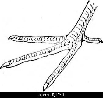 . Wie Sie wissen, die Ufer Vögel (Limicolae) von Nordamerika (südlich von Grönland und Alaska) [microform]: alle Arten gruppiert werden je nach Größe und Farbe. Vögel; Oiseaux. (LalliiiM. Ich :'( Ich bin ilclii tM.. Ui, y, I'lilV ccilor:; iill: iis, lulcni* lnnw U. riiilulicia iiiiiMir. Woodcock. Ich "iiiiimr liiliilii III. Stellen Sie 'pMi: '!', ' ist. Abschnitt 5. Zehen, 4, ohne Web-sites; Bill, unter 2. "^. - . Bitte beachten Sie, dass diese Bilder aus gescannten Seite Bilder, die digital für die Lesbarkeit verbessert haben mögen - Färbung und Aussehen dieser Abbildungen können nicht genau mit dem o ähneln extrahiert werden Stockfoto