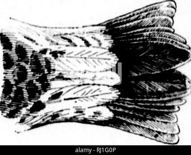 . Wie Sie wissen, die Ufer Vögel (Limicolae) von Nordamerika (südlich von Grönland und Alaska) [microform]: alle Arten gruppiert werden je nach Größe und Farbe. Vögel; Oiseaux. Obere schwanz Deckfedern, wliite; inmi Wi li-nt | Irini; iri&lt;'" iioi spccl." • Il. 'Ich' tiii '.':! rii - ich 'II' - iilli.. TrIliKit rii - clriilllr -. Weiß Humped Sandpiper. "Rrhniii collix fiisn'. Sec pjlfje Hi. . Bitte beachten Sie, dass diese Bilder sind von der gescannten Seite Bilder, die digital für die Lesbarkeit verbessert haben mögen - Färbung und Aussehen dieser Abbildungen können nicht perfekt dem Original ähneln. extrahiert. Stockfoto