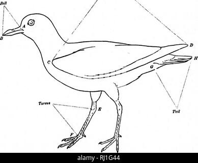 . Wie Sie wissen, die Ufer Vögel (Limicolae) von Nordamerika (südlich von Grönland und Alaska) [microform]: alle Arten gruppiert werden je nach Größe und Farbe. Vögel; Oiseaux. Flügel. (7). Bitte beachten Sie, dass diese Bilder sind von der gescannten Seite Bilder, die digital für die Lesbarkeit verbessert haben mögen - Färbung und Aussehen dieser Abbildungen können nicht perfekt dem Original ähneln. extrahiert. Cory, Charles B. (Charles Barney), 1857-1921. [Boston? : N. n. ] Stockfoto