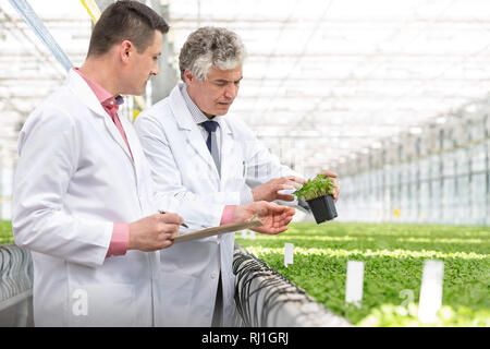 Reife männliche Biochemiker über Sämling im Gärtnerei diskutieren Stockfoto