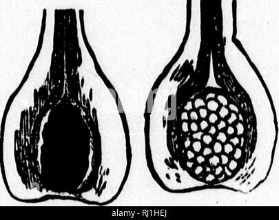 . Unsere einheimischen Farne und ihre Verbündeten [microform]: Mit synoptischen Beschreibungen der Amerikanischen pteridophyta nördlich von Mexiko. Farne; Fougères. 38 UNSERE HEIMISCHEN FARNE UND IHRE VERBÜNDETEN. Auf diese Weise wertvolle Ergänzungen zur Wissenschaft durch diejenigen, deren Arbeitskraft fehlgeleitete verschwendet werden kann beigetragen werden kann. 100. Fruktifikation. - Die sporangien des quillworts, wie die des Club - Moose, SESSILE an der Unterseite der Blätter. Die Blattscheide, manchmal die Ummantelung genannt, ist einigen - was dreieckig aus dem breiten Insertion, konvexen und konkaven vor, wo es einen großen Depression als) c&Amp bekannt; Stockfoto