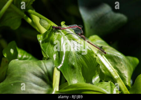 Große rote damselflies Paarung auf einem Blatt Stockfoto