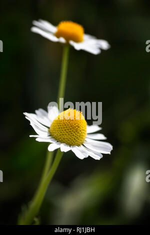 Schließen Sie zwei Daisy Flowers Stockfoto