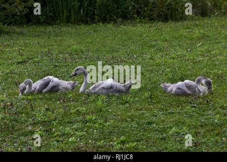 Baby Trumpeter Schwäne auf dem Gras füttern Stockfoto