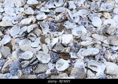 Austernschalen verworfen in Whitstable, Kent, England Stockfoto