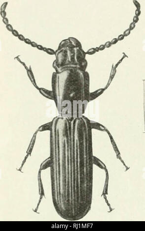 "Indian Forest Insekten von wirtschaftlicher Bedeutung. Coleoptera" (1914)