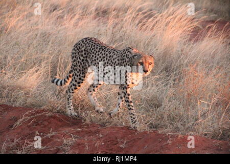 Ein Gepard (Acinonyx jubatus) auf seinem Spaziergang am frühen Morgen in der Savanne von Tsavo Ost Nationalpark, Kenia Stockfoto