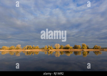 Bäume im Herbst Farben entlang der Elbe Biosphärenreservat Niedersächsische Elbtalaue/Niedersächsischen Elbtal, Niedersachsen, Deutschland Stockfoto