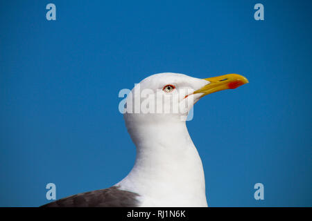 Die Möwe Kopf und den blauen Himmel Stockfoto