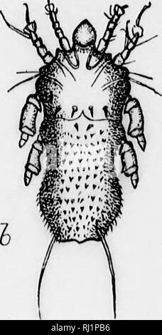 . Insekten, die sich auf Tiere [microform]: ein Konto der Arten von Bedeutung in Nordamerika, mit Erwähnung von verwandten Formen, die auf andere Tiere. Parasiten, Insekten, Schädigenden und vorteilhaft; Animaux domestiques; Insectes nuisibles. . Bitte beachten Sie, dass diese Bilder sind von der gescannten Seite Bilder, die digital für die Lesbarkeit verbessert haben mögen - Färbung und Aussehen dieser Abbildungen können nicht perfekt dem Original ähneln. extrahiert. Osborn, Herbert, b. 1856. Washington: G. S. O. Stockfoto