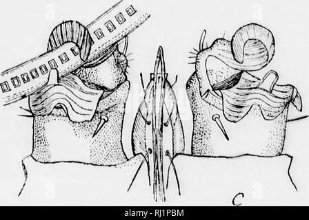 . Insekten, die sich auf Tiere [microform]: ein Konto der Arten von Bedeutung in Nordamerika, mit Erwähnung von verwandten Formen, die auf andere Tiere. Parasiten, Insekten, Schädigenden und vorteilhaft; Animaux domestiques; Insectes nuisibles. . Bitte beachten Sie, dass diese Bilder sind von der gescannten Seite Bilder, die digital für die Lesbarkeit verbessert haben mögen - Färbung und Aussehen dieser Abbildungen können nicht perfekt dem Original ähneln. extrahiert. Osborn, Herbert, b. 1856. Washington: G. S. O. Stockfoto