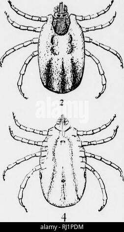 . Insekten, die sich auf Tiere [microform]: ein Konto der Arten von Bedeutung in Nordamerika, mit Erwähnung von verwandten Formen, die auf andere Tiere. Parasiten, Insekten, Schädigenden und vorteilhaft; Animaux domestiques; Insectes nuisibles. . Bitte beachten Sie, dass diese Bilder sind von der gescannten Seite Bilder, die digital für die Lesbarkeit verbessert haben mögen - Färbung und Aussehen dieser Abbildungen können nicht perfekt dem Original ähneln. extrahiert. Osborn, Herbert, b. 1856. Washington: G. S. O. Stockfoto