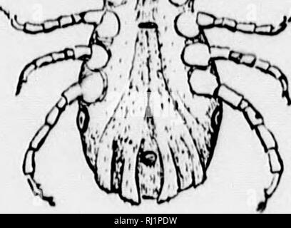 . Insekten, die sich auf Tiere [microform]: ein Konto der Arten von Bedeutung in Nordamerika, mit Erwähnung von verwandten Formen, die auf andere Tiere. Parasiten, Insekten, Schädigenden und vorteilhaft; Animaux domestiques; Insectes nuisibles. . Bitte beachten Sie, dass diese Bilder sind von der gescannten Seite Bilder, die digital für die Lesbarkeit verbessert haben mögen - Färbung und Aussehen dieser Abbildungen können nicht perfekt dem Original ähneln. extrahiert. Osborn, Herbert, b. 1856. Washington: G. S. O. Stockfoto