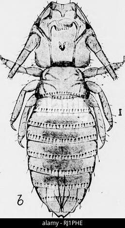 . Insekten, die sich auf Tiere [microform]: ein Konto der Arten von Bedeutung in Nordamerika, mit Erwähnung von verwandten Formen, die auf andere Tiere. Parasiten, Insekten, Schädigenden und vorteilhaft; Animaux domestiques; Insectes nuisibles. . Bitte beachten Sie, dass diese Bilder sind von der gescannten Seite Bilder, die digital für die Lesbarkeit verbessert haben mögen - Färbung und Aussehen dieser Abbildungen können nicht perfekt dem Original ähneln. extrahiert. Osborn, Herbert, b. 1856. Washington: G. S. O. Stockfoto