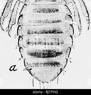 . Insekten, die sich auf Tiere [microform]: ein Konto der Arten von Bedeutung in Nordamerika, mit Erwähnung von verwandten Formen, die auf andere Tiere. Parasiten, Insekten, Schädigenden und vorteilhaft; Animaux domestiques; Insectes nuisibles. . Bitte beachten Sie, dass diese Bilder sind von der gescannten Seite Bilder, die digital für die Lesbarkeit verbessert haben mögen - Färbung und Aussehen dieser Abbildungen können nicht perfekt dem Original ähneln. extrahiert. Osborn, Herbert, b. 1856. Washington: G. S. O. Stockfoto