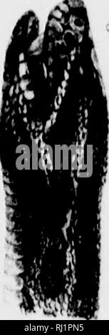 . Lake Superior [microform]: seine physischen Charakter, Vegetation und Tieren, verglichen mit denen anderer und ähnliche Regionen. Natural History; Baron. . Bitte beachten Sie, dass diese Bilder sind von der gescannten Seite Bilder, die digital für die Lesbarkeit verbessert haben mögen - Färbung und Aussehen dieser Abbildungen können nicht perfekt dem Original ähneln. extrahiert. Agassiz, Louis, 1807-1873; es. Boston: Gould, Kendall und Lincoln Stockfoto