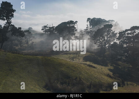 Foggy Kiefernwald in Hobbiton, Neuseeland Stockfoto