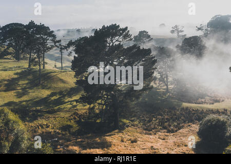 Foggy Kiefernwald in Hobbiton, Neuseeland Stockfoto