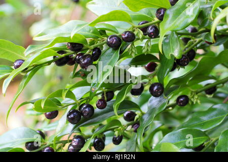 Sarcococca confusa. Sweet box" Confusa 'angezeigte Beeren in einer britischen Garten - Dezember. Stockfoto