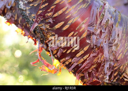 Prunus Serrula. Onamental Rinde des Tibetischen Kirschbaum, zurück peeliing durch Sonne leuchtet, Dezember, UK Garten Stockfoto