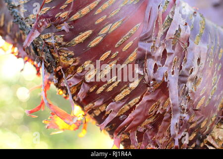 Prunus Serrula. Onamental Rinde des Tibetischen Kirschbaum, zurück peeliing durch Sonne leuchtet, Dezember, UK Garten Stockfoto