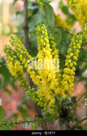 Mahonia x Media 'Unterwegs' in der Blüte im Wintergarten - Dezember, Großbritannien Stockfoto