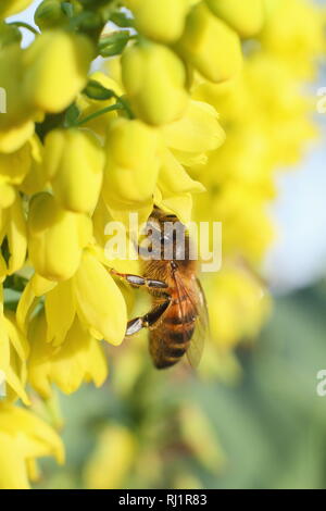 Apis mellifera auf Mahonia x Media 'Winter Sonne'. Honig Biene auf mahonia "Winter Sun" in einem Wintergarten; Dezember, Großbritannien Stockfoto