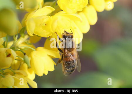 Apis mellifera auf Mahonia x Media 'Winter Sonne'. Honig Biene auf mahonia "Winter Sun" in einem Wintergarten; Dezember, Großbritannien Stockfoto