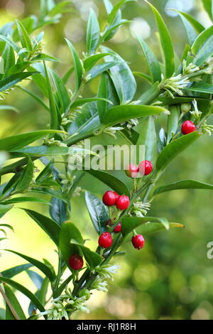 Sarcococca ruscifolia var. chinensis 'Dragon Gate' anzeigen Blumen und Beeren. Stockfoto