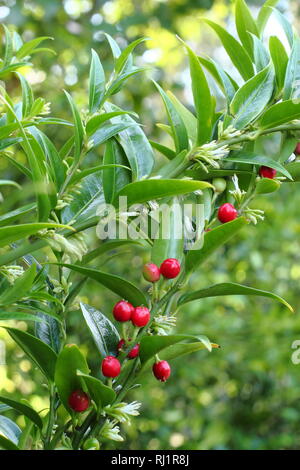 Sarcococca ruscifolia var. chinensis 'Dragon Gate' anzeigen Blumen und Beeren. Stockfoto