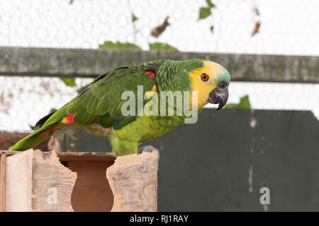 Yellow-headed Amazon Parrot Stockfoto