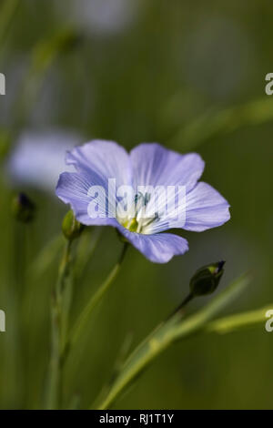 Kleine blaue gemeinsame Flachs Blumen wachsen in einem Feld Stockfoto
