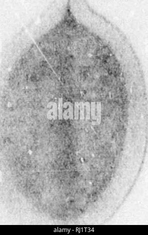 . Die Silva von Nordamerika [microform]: Eine Beschreibung der Baum, natürlich in Nordamerika exklusive von Mexiko wächst. Bäume; Bäume; Arbres; Arbres. . Bitte beachten Sie, dass diese Bilder sind von der gescannten Seite Bilder, die digital für die Lesbarkeit verbessert haben mögen - Färbung und Aussehen dieser Abbildungen können nicht perfekt dem Original ähneln. extrahiert. Sargent, Charles Sprague, 1841-1897; Faxon, Charles Edward, 1846-1918. Boston; New York: Houghton Mifflin, Stockfoto