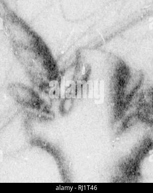 . Die Silva von Nordamerika [microform]: Eine Beschreibung der Baum, natürlich in Nordamerika exklusive von Mexiko wächst. Bäume; Bäume; Arbres; Arbres. * -^. Bitte beachten Sie, dass diese Bilder sind von der gescannten Seite Bilder, die digital für die Lesbarkeit verbessert haben mögen - Färbung und Aussehen dieser Abbildungen können nicht perfekt dem Original ähneln. extrahiert. Sargent, Charles Sprague, 1841-1897; Faxon, Charles Edward, 1846-1918. Boston; New York: Houghton Mifflin, Stockfoto