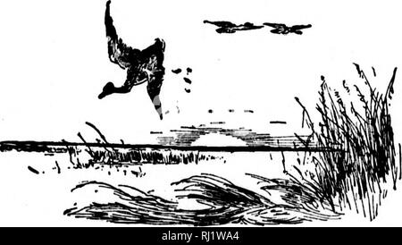 . Angeln und Schießen entlang der Linien von der Canadian Pacific Railway in den Provinzen Ontario, Quebec, British Columbia, die Wiesen und Berge der westlichen Kanada, das Maritime Provinzen ist der Bundesstaat Maine und in Neufundland [microform]. Angeln; Jagd; Pêche sportive; Chasse. KIHHINO AMI HHOOTlNtJ günstig. Mehr Details über Sie werden in einem Buch von tluH Natur möglich, und unnötig, da das Spiel, außer in einem Punkt hier und da, ist so reichlich, wie sie war, bevor die erste Gewehr geschossen die Echos jener monströsen Canones wachte. Der Sportler, die eine Reise durch Stockfoto