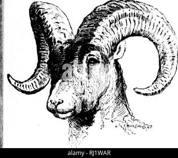 . Angeln und Schießen entlang der Linien von der Canadian Pacific Railway in den Provinzen Ontario, Quebec, British Columbia, die Wiesen und Berge der westlichen Kanada, das Maritime Provinzen ist der Bundesstaat Maine und in Neufundland [microform]. Angeln; Jagd; Pêche sportive; Chasse. mM ANGELN UND SHCKJTING, dass Leere in Slocan Lake, während der See selbst bietet ausgezeichnete deepwater Veraschung, von denen die Goldsucher jetzt in der Nachbarschaft nutzen. Gutes Hotel Unterkunft wird bei Revelstoke, Pfeilspitze, Nakiisp, New Denver, Slocan City, Slocan Junction, Nelso gefunden werden Stockfoto