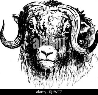 . Angeln und Schießen entlang der Linien von der Canadian Pacific Railway in den Provinzen Ontario, Quebec, British Columbia, die Wiesen und Berge der westlichen Kanada, das Maritime Provinzen ist der Bundesstaat Maine und in Neufundland [microform]. Angeln; Jagd; Pêche sportive; Chasse. Angeln und Schießen Hi Der toiiriat können Sie von jedem der Siedlungen und stiitions entlang der Une des CJrow Nest gerichtet sein I'ass Eisenbahn, die den grossen ungestörten Spiel rountry in Reichweite der Sportler gebracht hat. So viel für den Sport der Prärien. Wir haben jetzt über das Magermilchpulver Stockfoto