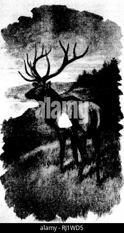 . Angeln und Schießen entlang der Linien von der Canadian Pacific Railway in den Provinzen Ontario, Quebec, British Columbia, die Wiesen und Berge der westlichen Kanada, das Maritime Provinzen ist der Bundesstaat Maine und in Neufundland [microform]. Angeln; Jagd; Pêche sportive; Chasse. ^^ WAI'ITI. Bitte beachten Sie, dass diese Bilder sind von der gescannten Seite Bilder, die digital für die Lesbarkeit verbessert haben mögen - Färbung und Aussehen dieser Abbildungen können nicht perfekt dem Original ähneln. extrahiert. Canadian Pacific Railway Company. Montreal: C. S. R. Stockfoto