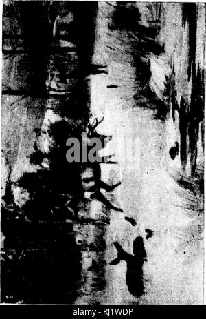 . Angeln und Schießen entlang der Linien von der Canadian Pacific Railway in den Provinzen Ontario, Quebec, British Columbia, die Wiesen und Berge der westlichen Kanada, das Maritime Provinzen ist der Bundesstaat Maine und in Neufundland [microform]. Angeln; Jagd; Pêche sportive; Chasse. 111 vi fi n Le. Bitte beachten Sie, dass diese Bilder sind von der gescannten Seite Bilder, die digital für die Lesbarkeit verbessert haben mögen - Färbung und Aussehen dieser Abbildungen können nicht perfekt dem Original ähneln. extrahiert. Canadian Pacific Railway Company. Montreal: C. S. R. Stockfoto